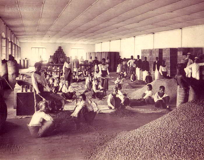 The Story of Ceylon Arabica