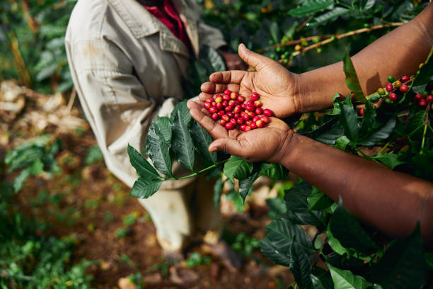 The Journey of Coffiato: From Bean to Cup